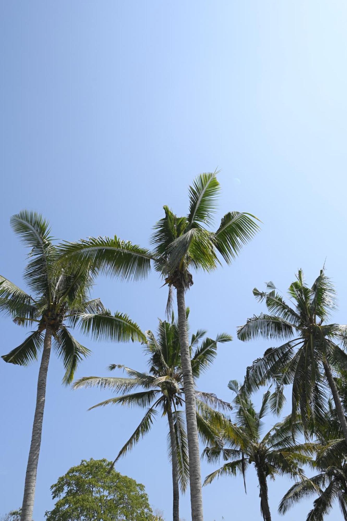 Sanava Balian Bed & Breakfast エクステリア 写真
